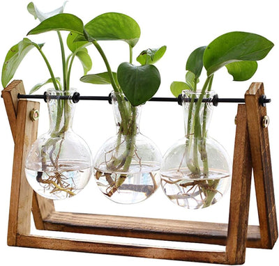 Glass Plant Terrarium with Wooden Stand – 3 Globe Vases